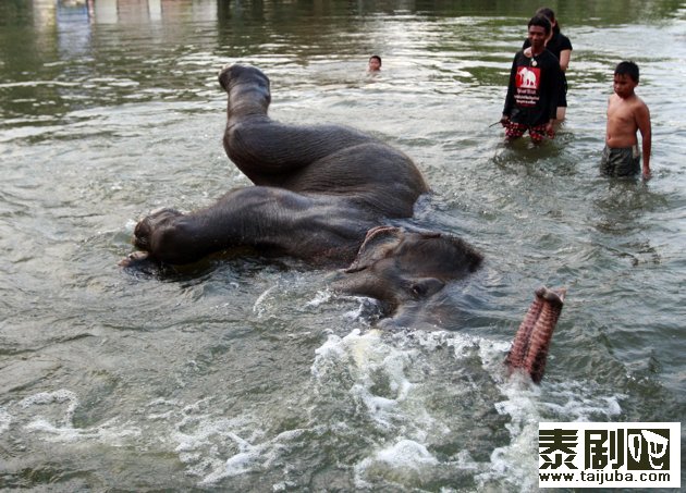 10月31日，一只被困大象在奋力游水。（美联社）