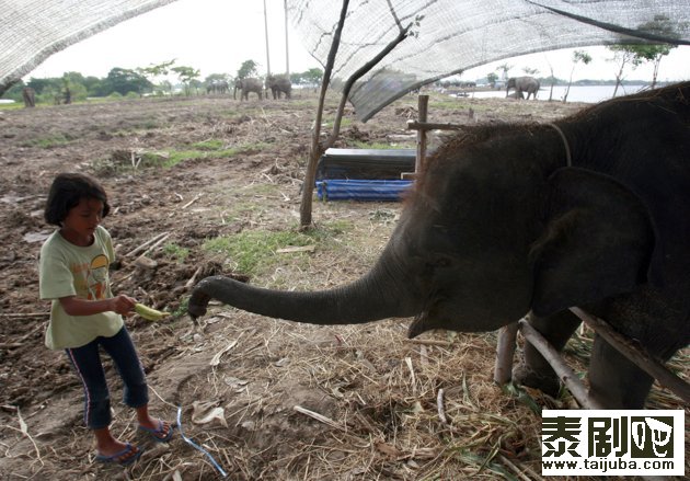 10月31日，一位小女孩在临时避难所内用香蕉喂食一只受困的大象。（美联社）