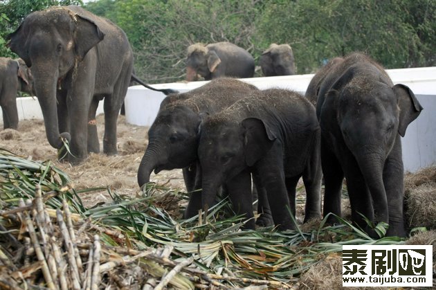 在泰国中部的大城府，人们用甘蔗喂养92头大象。在超过两个月洪水肆虐的日子中，这里总共有17只大象被困在了大城府的象园。（摄于10月31日，美联社）