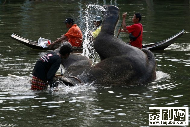10月31日，一只大象在跟随主人泅水时不小心滑倒。（美联社）