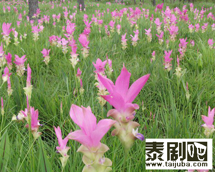 2013暹罗郁金香节0