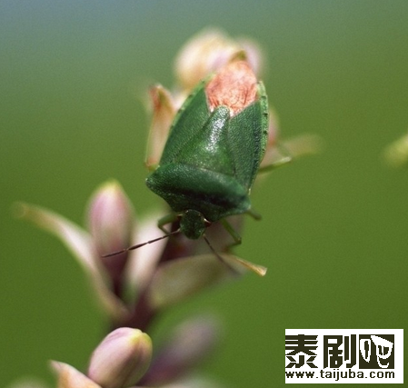 泰国昆虫食品