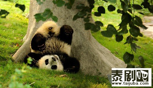 中国大熊猫一家3口在ิำ泰国