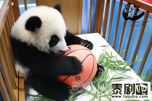 旅泰大熊猫“林冰”9月28日回国剧照、海报0