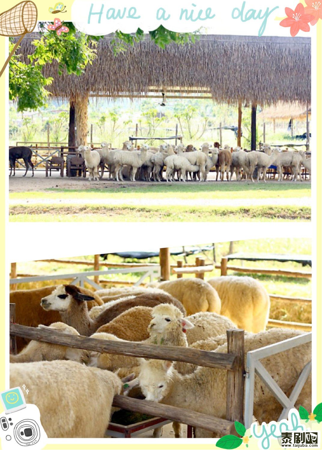 泰国旅游:呆萌好玩的羊驼农场2