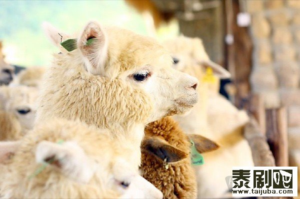 泰国旅游:呆萌好玩的羊驼农场7