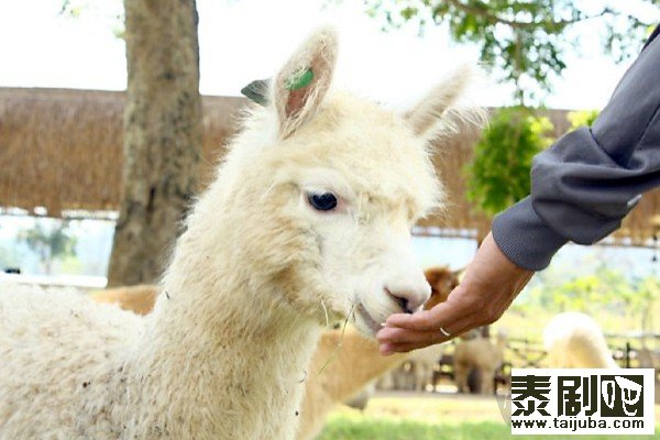 泰国旅游:呆萌好玩的羊驼农场8