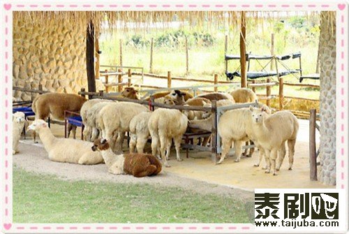 泰国旅游:呆萌好玩的羊驼农场3