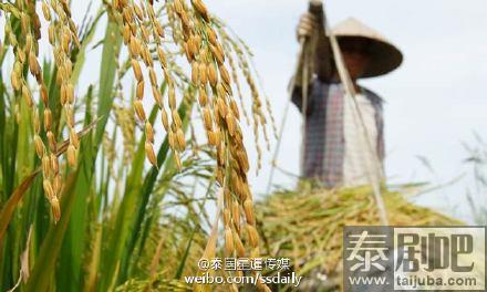泰国预计今年将重拾最大稻米出口国桂冠