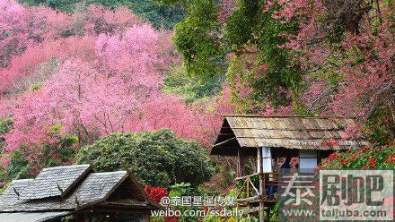 泰国赏樱花的景点