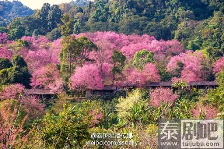 泰国赏樱花的景点