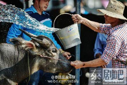 泰国春武里府=赛牛节现场照