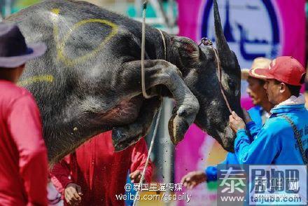 泰国春武里府=赛牛节现场照