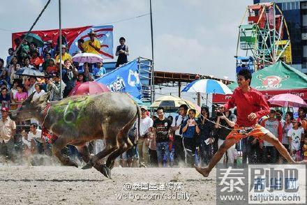 泰国春武里府=赛牛节现场照