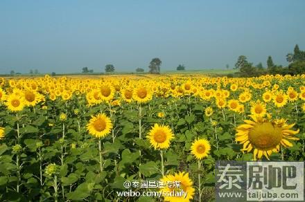 泰国向日葵节欣赏向日葵