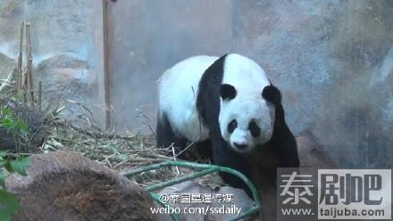 清迈动物园旅泰大熊猫林惠二胎流产