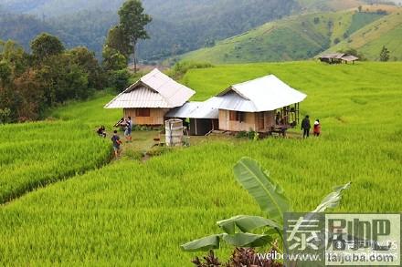 泰国清迈湄占县Ban Pa Bong Piang梯田原始淳朴风景