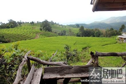 泰国清迈湄占县Ban Pa Bong Piang梯田原始淳朴风景