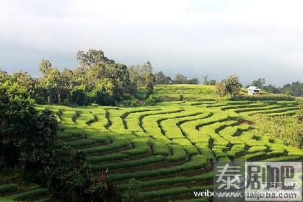 泰国清迈湄占县Ban Pa Bong Piang梯田原始淳朴风景