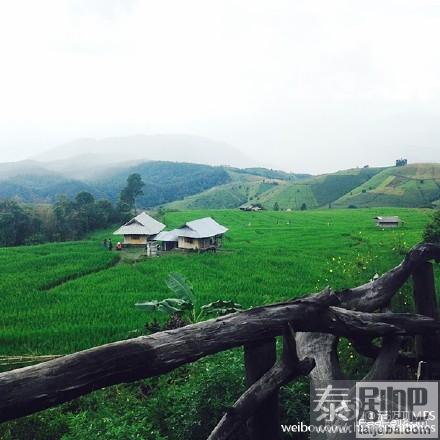 泰国清迈湄占县Ban Pa Bong Piang梯田原始淳朴风景