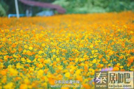 泰国碧差汶府Khao Kho景点花海美景