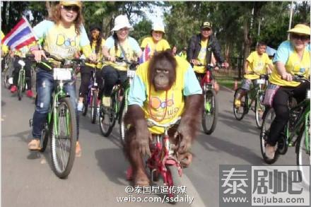 动物也有参加泰国“为父骑行”活动正在进行