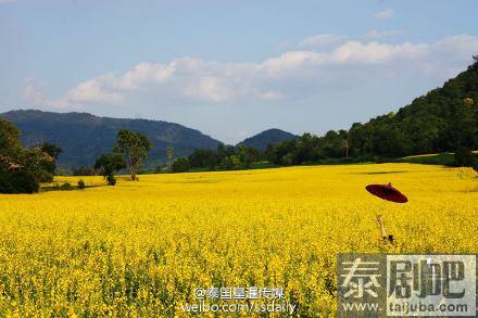 泰国北榄坡金黄麻花美景