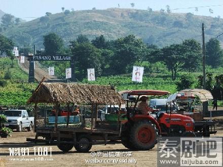 凉季泰国旅游:去泰国帕夭府看向日葵