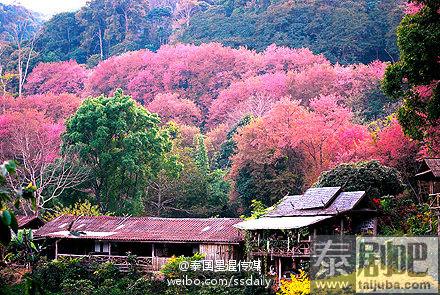 泰国旅游:高山寒气笼罩 清迈樱花盛开