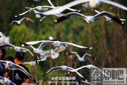 泰国北榄府海鸥