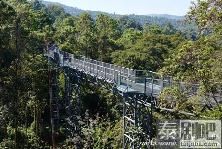 清迈诗丽吉王后植物园树冠走道