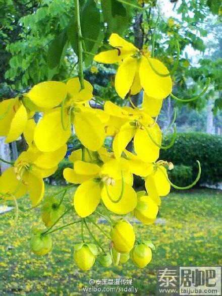 泰国国花金链花美图欣赏