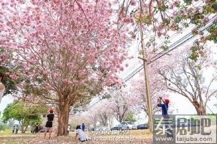 泰国农业大学佛统府分校区粉花风铃木美景