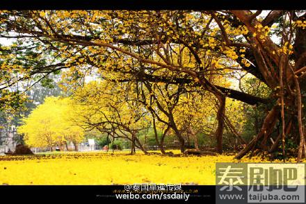 泰国旅游：北部南邦府一中学里黄色风铃木绽放美景