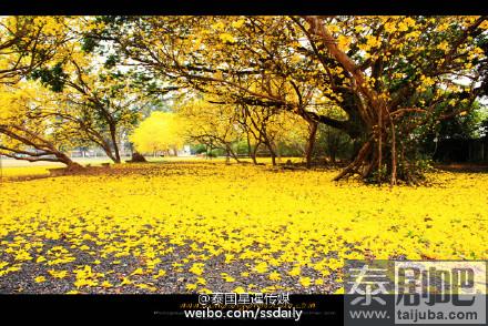 泰国旅游：北部南邦府一中学里黄色风铃木绽放美景