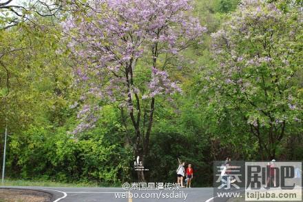 泰国春武里府诗拉猜县粉红沿路绽放