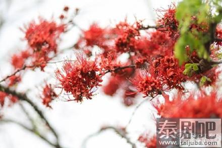 泰国皇太后大学各色植株