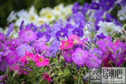 泰国皇太后大学各色植株