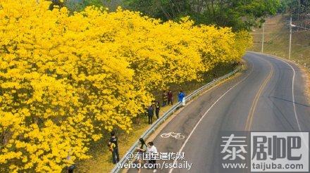 泰国旅游:皇太后大学内金黄风铃木花开遍地金黄