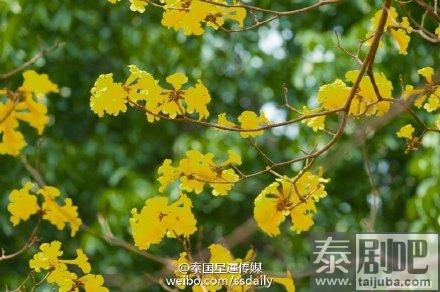 泰国旅游:皇太后大学内金黄风铃木花开遍地金黄