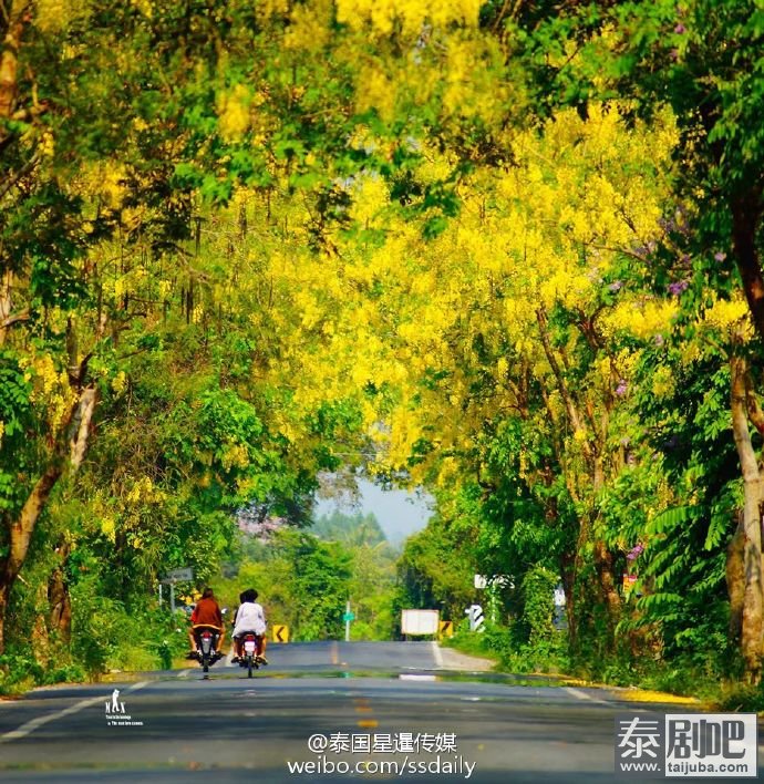 泰国国花金链花道路