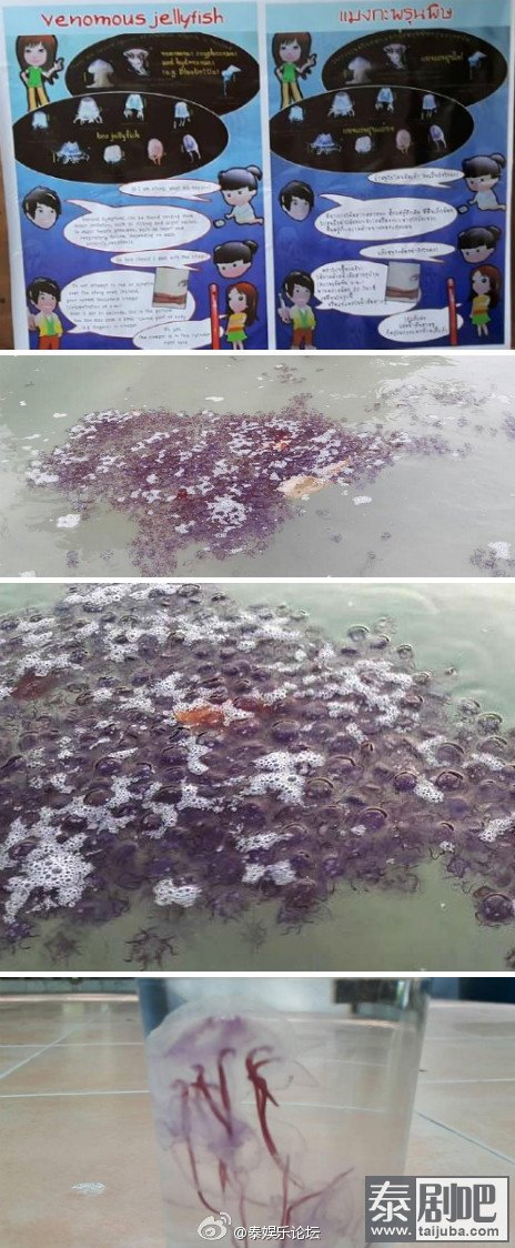 泰国甲米海岛出现致命红水母