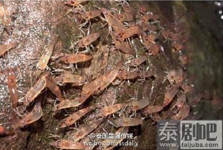 泰国乌汶府虾迁徙