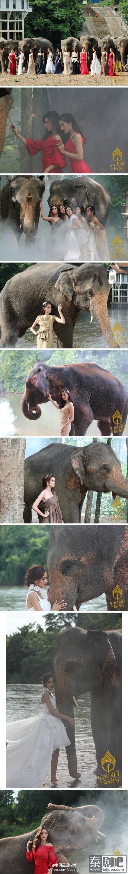 泰国小姐与大象写真照