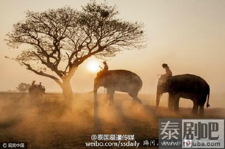 泰国大象晨间踏尘而行