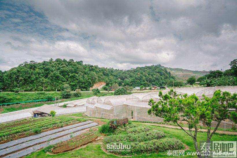 泰国旅游:清迈Nong Hoi皇家农业发展基地