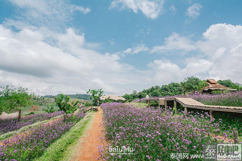 泰国旅游:清迈Nong Hoi皇家农业发展基地