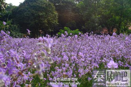 泰国旅游:冬季来临一起畅游巴真武里府紫色花海