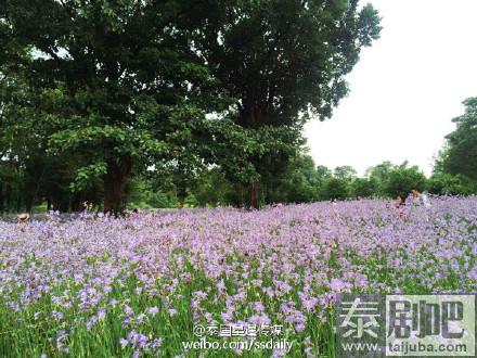 泰国旅游:冬季来临一起畅游巴真武里府紫色花海