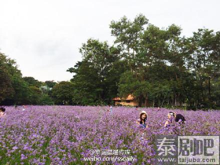 泰国旅游:冬季来临一起畅游巴真武里府紫色花海